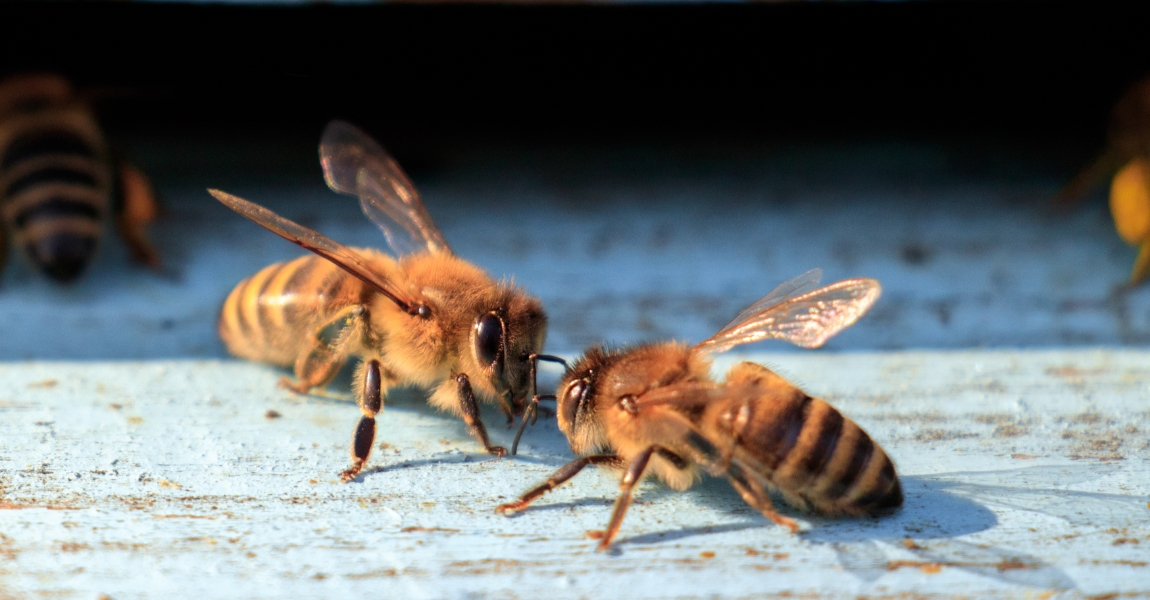 How honey bees make Honey ?  - AMODIVA RAW HONEY